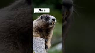 #Marmota chamando Ana🤭