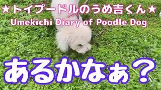 あるかなぁ？ ★トイプードルのうめ吉くん(888日目)★Umekichi Diary of Poodle Dog