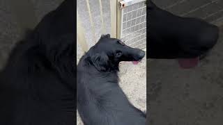 目で語る黒髪美女はフラットコーテッドレトリバー　#shorts #flatcoatedretriever