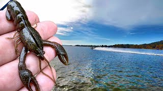 LOADS Of Bass HAMMER Crawfish!!!