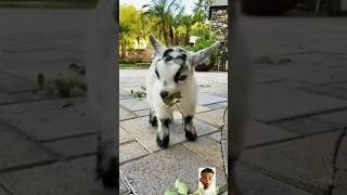Cute Baby Goat Funny videos🐐🥰#viral #funny #goat #animals #funnyshorts#youtube#shorts