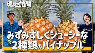 【訪問】まるで桃…⁉︎石垣島パイナップルのおいしさに迫る！ハナナス農園さん①