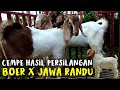 Hasil Persilangan Kambing Boer dan Jawa Randu