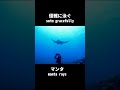 【激写】マンタを撮ることに成功！ succeeded in photographing manta rays shorts diving manta movie 潜水屋tida