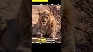 The strangest experiment on lions, you won't believe the result! | FlashDocs #shorts