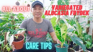 ALL ABOUT VARIEGATED ALOCASIA FRYDEK - CARE TIPS