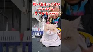 ネッコの動画見て癒されたら寝ろwww　#2ch動物スレ #動物 #猫 #shorts #2ch