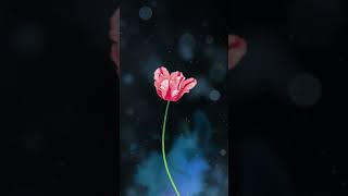 Red Flower Of Black Background