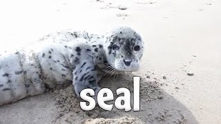 Ocean Animal Sounds! Learn Names and Sounds of Sea Creatures