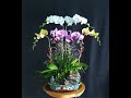 Hoa Lan Hồ Điệp / Orchid - Mẫu cắm chậu 6 cây hoa lan đẹp (T2)