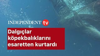 Dalgıçlar köpekbalıklarını esaretten kurtardı