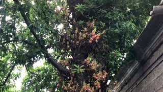 Nagalinga maram or Nagalingam tree or the Cannonball tree,