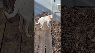 The rat demands to go back inside