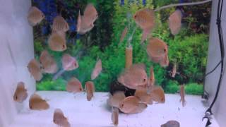 KIRIN BREED DISCUS　WILDCUIPEUA X WILDINANU    F1