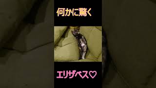 へそ天でリラックスしていたところを何かに驚く子猫がかわいい#shorts