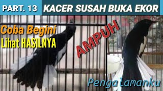 BONGKAR TIPS KACER SUSAH BUKA EKOR