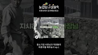 배추수확 600포기 오늘안에 가능? #중소기업#연말행사#김장준비