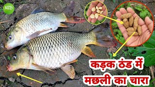 कड़क ठंड में मछली का चारा || Fishing Bait In Winter Rohu Machhali Ka Chara Aur Machhali Ka Shikar