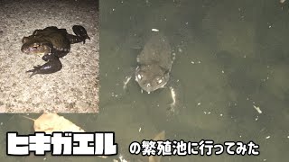 【フィールド観察】ヒキガエルの産卵池を見に行ってみた