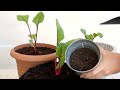 how to grow beets in containers from seed to harvest