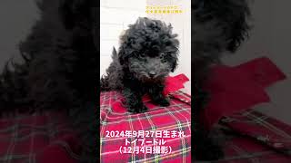 2024年9月27日生まれのトイプードル。生後69 日(12月4日撮影)#子犬 #トイプードル #仔犬 #ブリーダー #自家繁殖 #カコ #東京 #町田