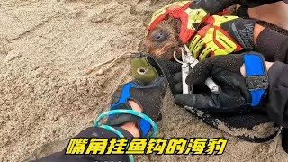 海豹嘴角挂鱼钩，被救援队按在地上，取下后放生。