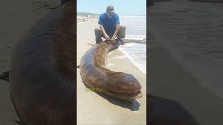 Catching giant eels #shorts #videofiral #videoshorts #electric eell