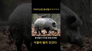 속보! 윤석열 구속기소 ㅋㅋㅋㅋㅋ석열아 멀리 안간다