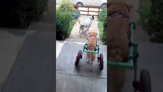 Wheelchair-assisted dog cannot contain excitement for afternoon walk