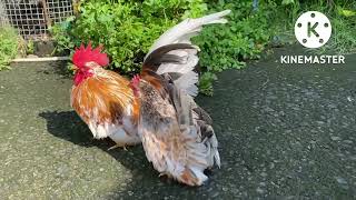 Japanese Bantam Chicken