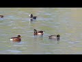 青頭潛鴨 u0026 白眼潛鴨、baer s pochard u0026 ferruginous duck