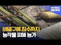 확 앞둔 논, 벼멸구에 호우피해까지[목포MBC 뉴스데스크]