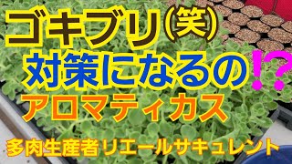 【多肉植物】【ガーデニング】ゴキブリ対策になるの⁉️(笑)アロマティカス‼️2022年7月3日