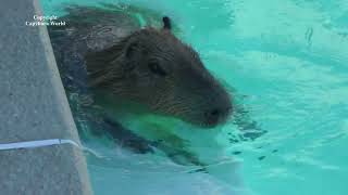 See How Capybaras Use Their Hind Legs When They Want to Swim Fast. Cute Tuff'nかわいい後ろ足カピバラ水泳可愛的後腿水豚游泳