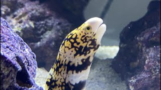 Snowflake Moray Eel (Echidna nebulosa)