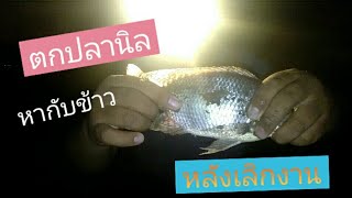 ตกปลาหน้าดินEP64/ตกปลานิลหน้าดิน เหยื่อสูตรดั้งเดิม