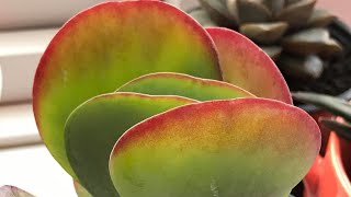 Learn about  Flapjack/Paddle Plant Succulent