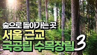 [#국립하늘숲추모원] 서울 근교의 자연친화적인 수목장림을 소개합니다!