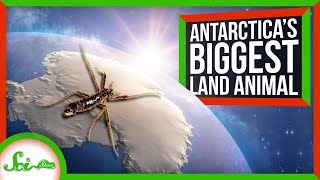 The Insect That Thrives in Antarctica