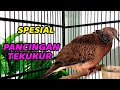 Tekukur KUK 2 Gacor Manggung Volume KERAS | Masteran / Pancingan Derkuku Bahan Agar CEPAT Gacor DOR