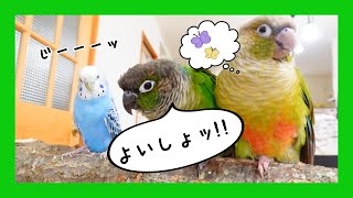 「よいしょッ」を一生懸命返してくれるウロコインコ