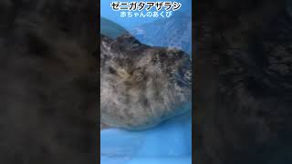 ゼニガタアザラシの赤ちゃんのあくび