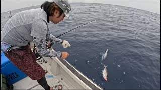 船内騒然、、、大漁の魚が釣り上がる光景