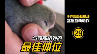 与鹦鹉相处的最佳体位【#29】手养鹦鹉【幼儿期】必学基本互动动作 | 鹦鹉饲养 |  鹦鹉训练 |