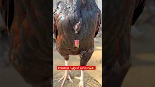 Pakistani Biggest Rooster | Very Powerful💪😲#shorts #rooster #birds #murga