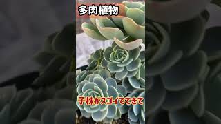 七福神の増やし方(^^)多肉植物　ガーデニング　園芸