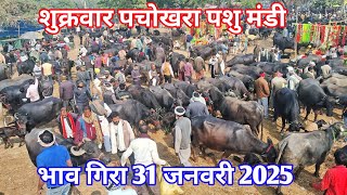 भाव गिरा 31 जनवरी 2025 | शुक्रवार पचोखरा पशु मंडी | pachokhara pashu mandi | pashu mandi