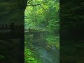 Beautiful Nature Whatsapp Status Green Environment Video New Movie Scene Jungle Status HD #Shorts