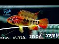 4 22【dc短鯛坊】b特血紅維吉塔短鯛 no.k12【dwarfcichlids】