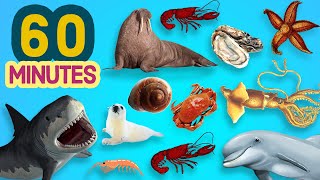 60 Minutes LEARN OCEAN ANIMALS In English